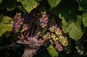 Grappes Vin nature