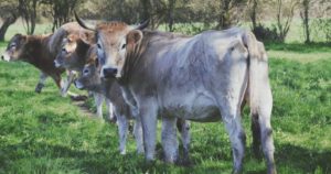 Les bottes boucherie artisanale vache nantaise