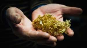 Algues congrus (c) Paul Stefanaggi