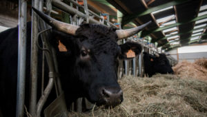 Boeuf Wagyu Domaine de Mazerolles (c) Paul Stefanaggi