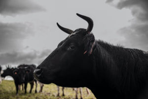 Bretonne Pie Noir - Ferme des 7 Chemins - Cédric Briand - Photo Paul Stefanaggi