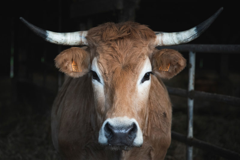 Vache Nantaise - Laurent Chalet - Photo Paul Stefanaggi.jpg