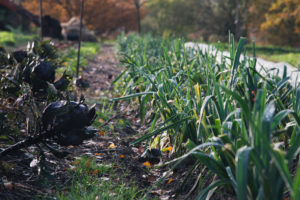 Micro Ferme de la Butte - Permaculture - Photo Paul Stefanaggi
