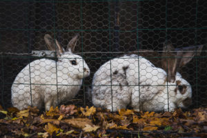 Micro Ferme de la Butte - Permaculture - Photo Paul Stefanaggi