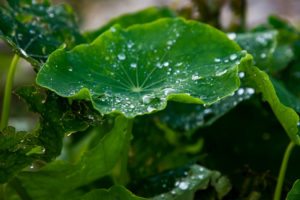 Micro Ferme de la Butte - Permaculture - Photo Paul Stefanaggi