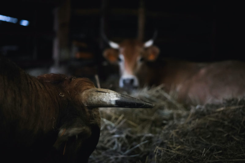 Vache nantaise de Laurent Chalet - Photo Paul Stefanaggi